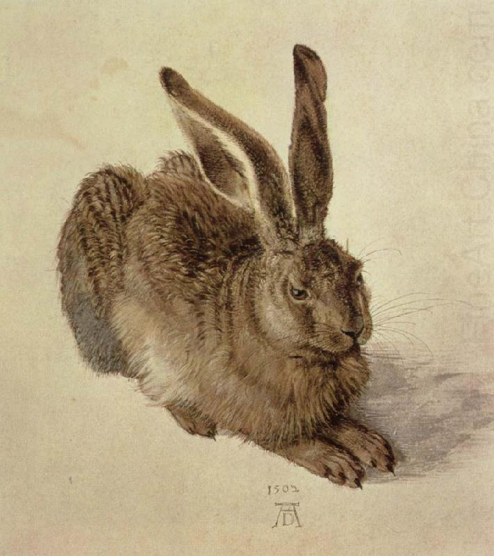Albrecht Durer hare china oil painting image